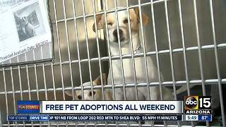 FREE pet adoptions this weekend in the Valley