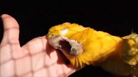 Golden Parakeet simply adores head scratches