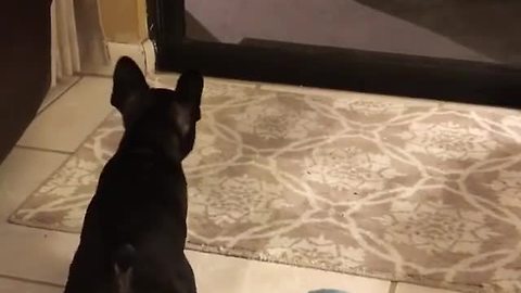 French Bulldog sees reflection for the first time