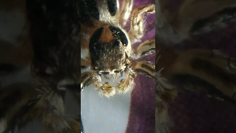 r/spiders Jumping Spider with Apexel Microscope Lens for Smartphone