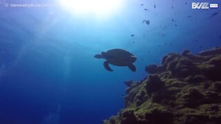 Aux Maldives, ils nagent avec une tortue de mer
