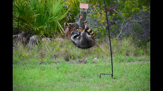 Raccoon vs gravity