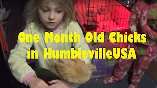 One Month of Chicks - New Chickens - HumblevilleUSA 2016