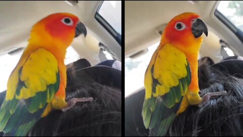 This silly parrot is a true dance master