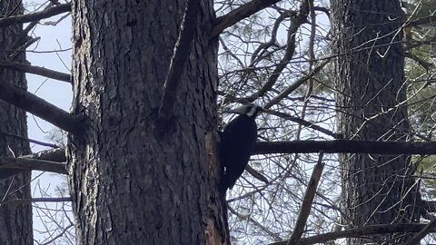 Pileated Wood Pecker is back 14