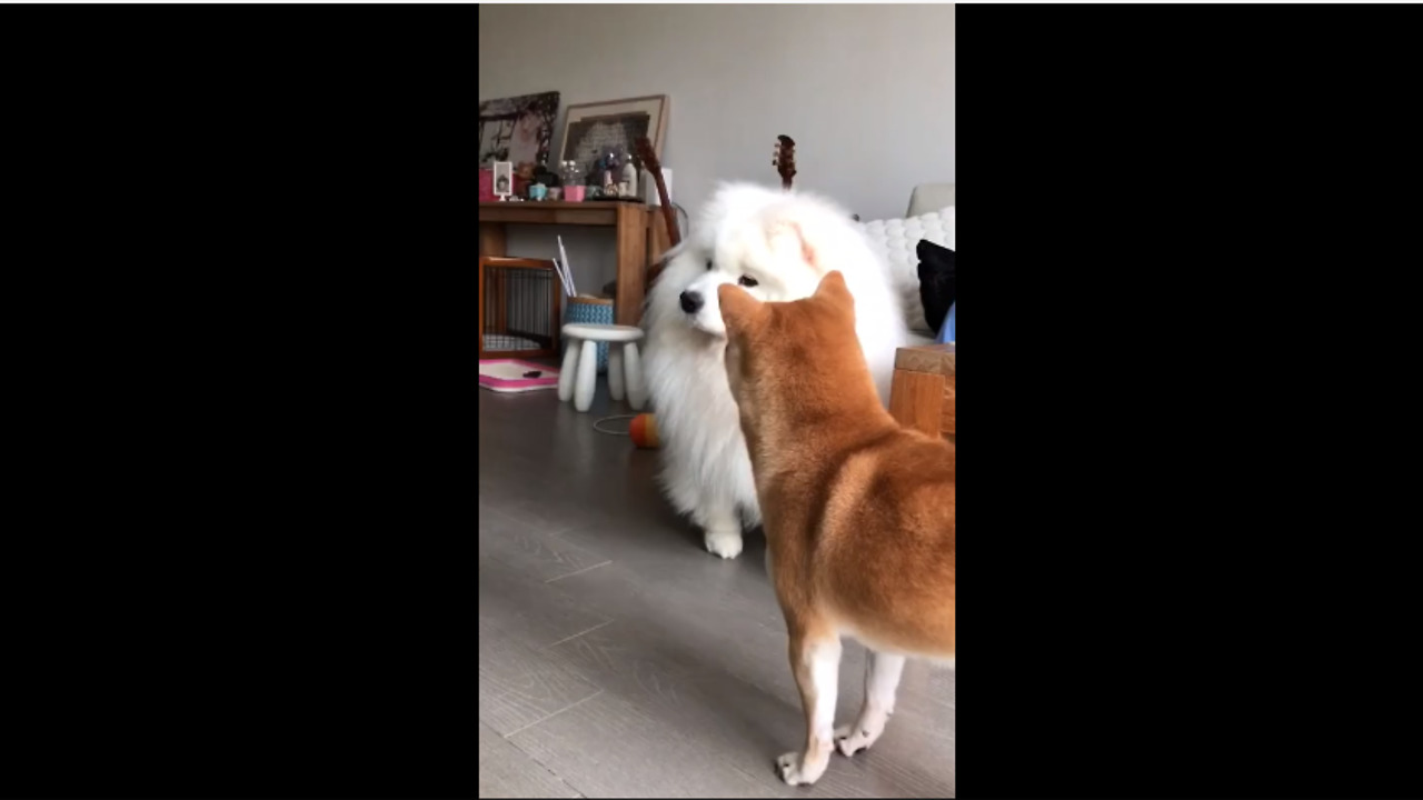 Shiba cheap inu howling