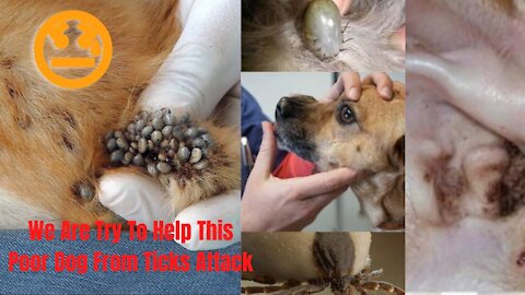 How to Remove a Tick From a Dog at Home without a Tick Remover