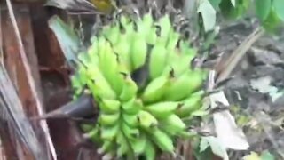 weird banana tree