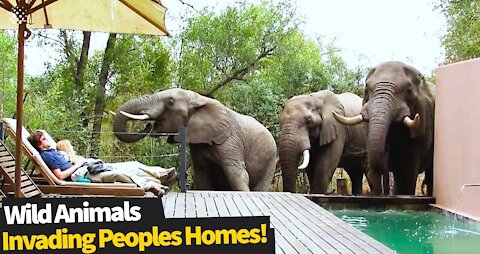 15 Most Incredible encounters of Wild Animals invading people's homes.