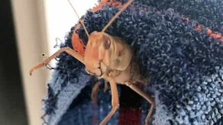 Locust plague swarm in Indian city