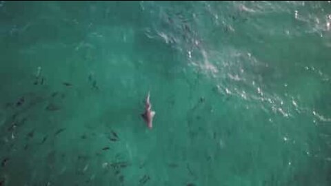 호주 해변에서 포착된 상어