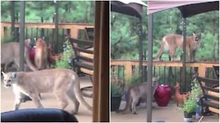 Un gruppo di puma sul patio di casa