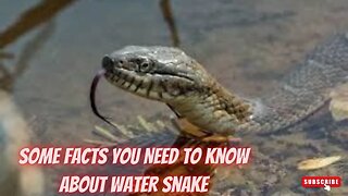 SOME FACTS YOU NEED TO KNOW ABOUT WATER SNAKE ZOO 2022 - Snake Discovery Channel (Documentary)