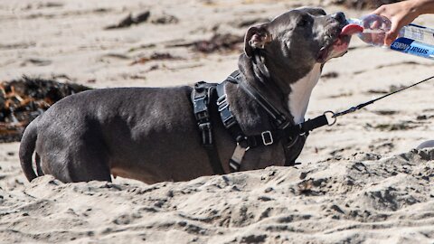 Dog’s antics on the Beach