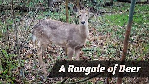 A Rangale of Deer
