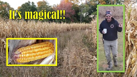 Saturday night Corn & Soybean food plot updates with Phil!