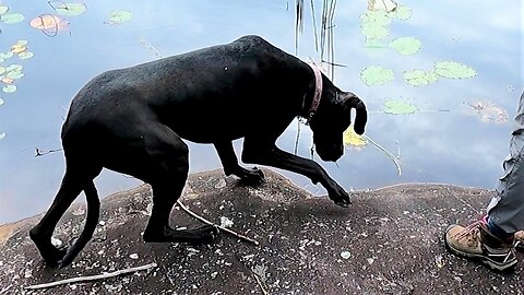 Great Dane Puppy Trembles Over Duck Feather At Water's Edge