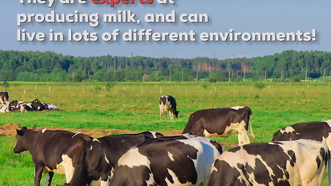 Holstein Cows Are the World's Top Dairy Producer!