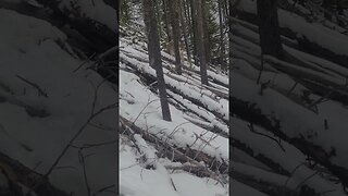 Close Encounter With a Mountain Lion in Montana Wilderness