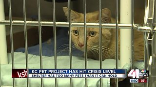 KC Pet Project shelter at 'crisis capacity,' offering $25 adoptions this weekend