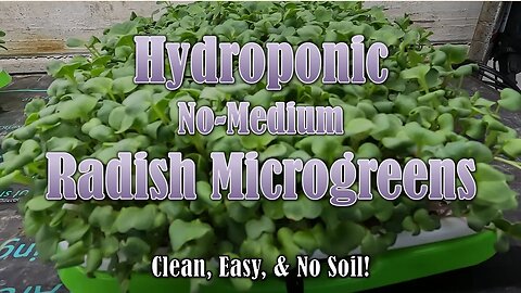 Hydroponic Radish Microgreens Grown in Amazon Trays