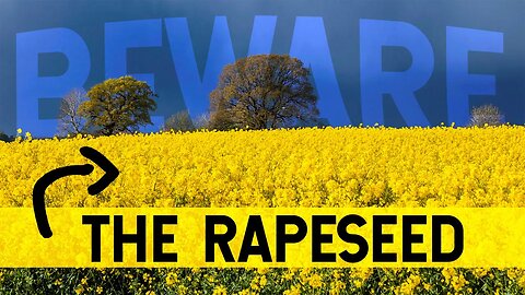 Rapeseed: BEWARE the Plant that Makes Jet Fuel. It’s not what you think.