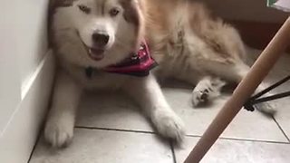Sassy dogs throw tantrum about going back outside