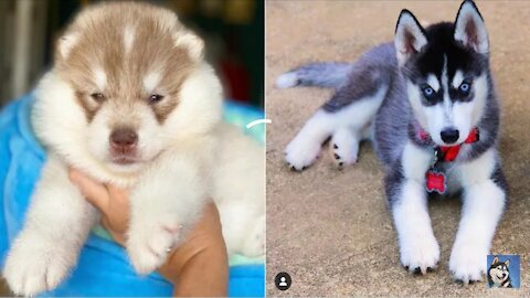 The difference between wooly & standard coat Husky 🐺