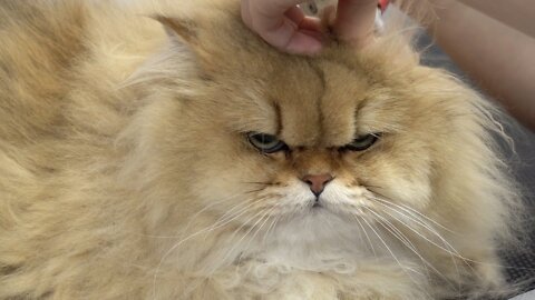 FEROCIOUS cat attacks and poops on groomer