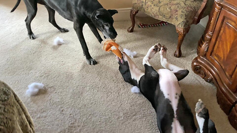 Funny Great Danes Tug Their Toy & Each Other Throughout The House
