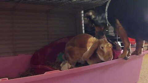 Dachshund Loves Spending Time With Rabbit Best Friend