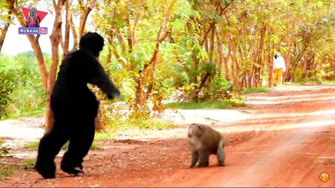 Fake Gorilla Prank to Monkey Very Funny Prank I cat ferret tiger cat prank video