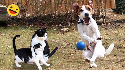New Funny Animals 😂 Funniest Cats and Dogs Videos 😺🐶 Part 91