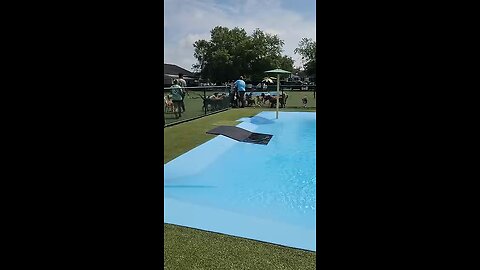 Pool_Day_for_the_Pups____ViralHog(360p)