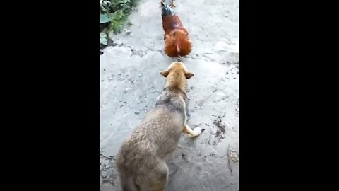 do not miss Chicken VS Dog Fight - Funny Dog Fight Videos