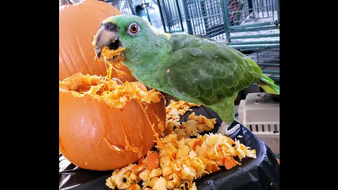 Baby's Pumpkin Party