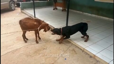 Funny and Cute Animals Fights Compilation Video | Animals Fights | Cutest Pets