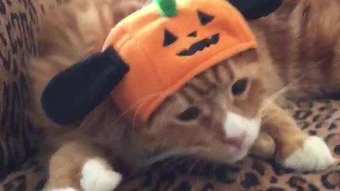 Cat is not happy with his Halloween hat