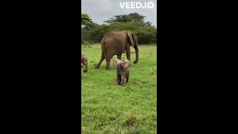 Baby elephants