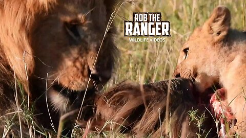Lions Feed (Close-up Footage) | Lalashe Maasai Mara Safari