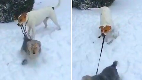 Dog biting his friend's collar doesn't want to let him get away and ends up holding his friend