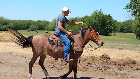 Horse training with Brownie.