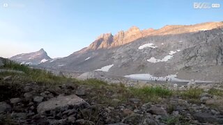 Vennlig fjellgeit vekker opp en i telt i en nasjonalpark i Montana