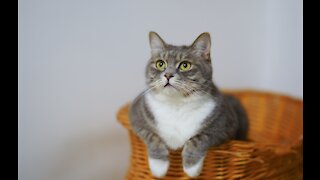 Easy steps to train Your Cat in 3 steps