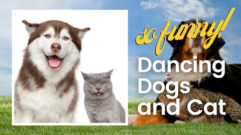 DANCING DOGS AND CAT! So, Funny!