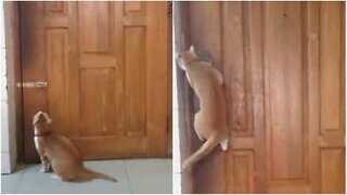 Ninja cat opens door like a pro