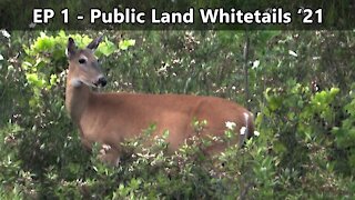 Deer Season Is Almost Here! - First Observational Sit - Public Land Whitetails