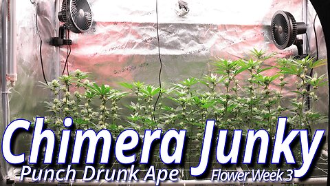 Chimera Junky Week 3: Spider Farmer SE7000 Full Garden Update