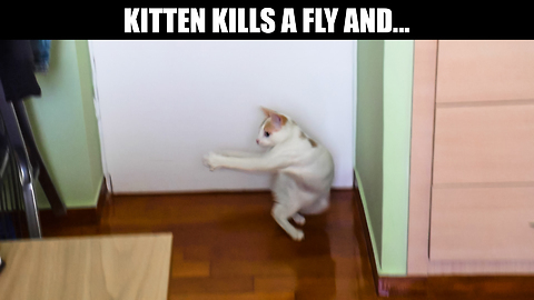 Kitten kills a fly and...