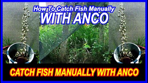 How to catch fish manually with anco